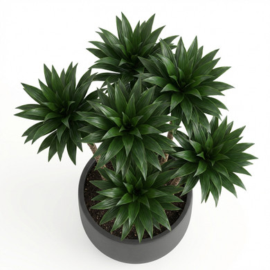 African Mask Plant 'Amazonica'