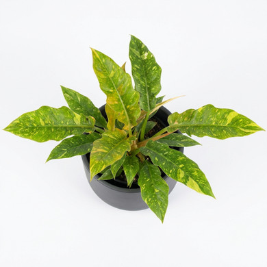 Philodendron 'Golden Crocodile' 'Golden Crocodile'