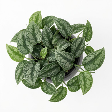 Satin Pothos
