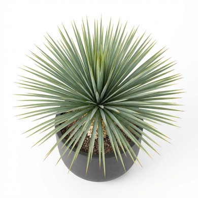 Yucca brevifolia
