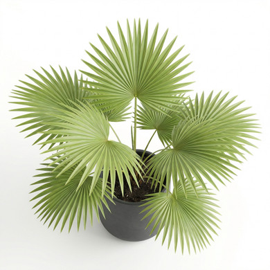 Ruffled Fan Palm