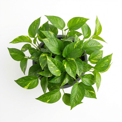 Century Plant