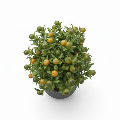 Calamondin Citrus on Trellis 'Trellis'