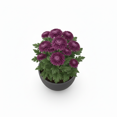 Chrysanthemum 'Ghost'