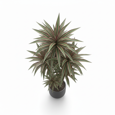 Madagascar Dragon Tree 'Bicolor' 'Bicolor'