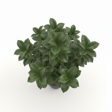 Compact Dracaena 'Compacta'