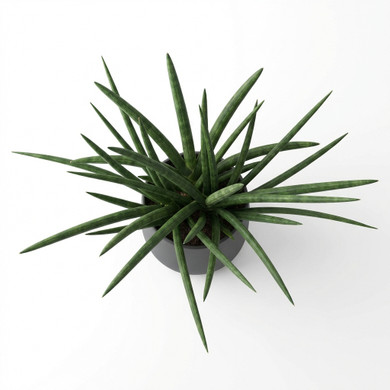 Treasure Flower (Gazania)