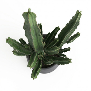 Candelabra Tree Euphorbia