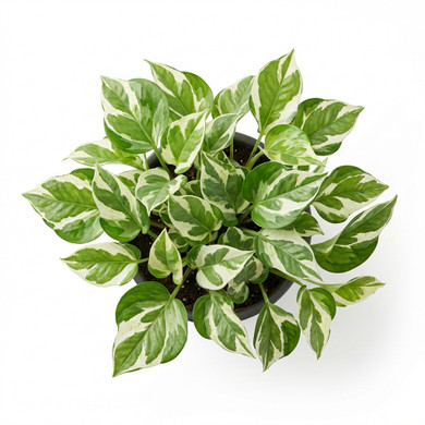 Golden Pothos 'Variegated (Marble Queen type)'