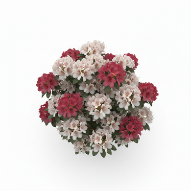 Azalea Standard Tree