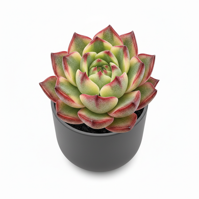 Echeveria Miranda 'Miranda'