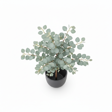 Eucalyptus