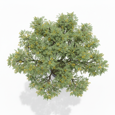 Golden Wreath Wattle (Acacia)