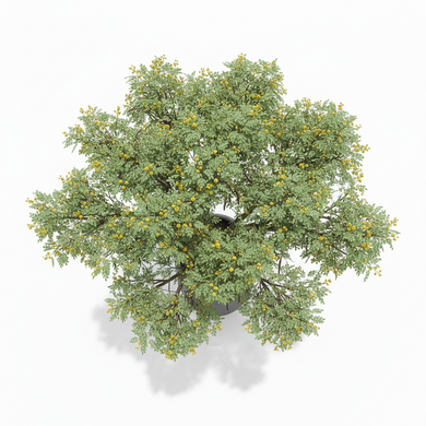 Egyptian Thorn Acacia