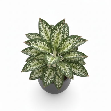 Chinese Evergreen 'Maria'