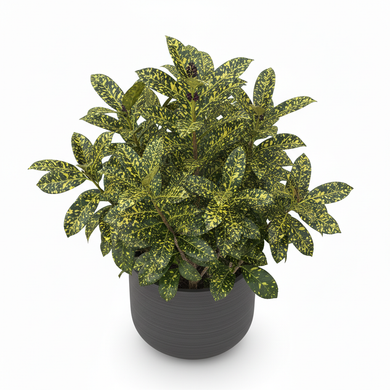 Gold Dust Aucuba 'Gold Dust'