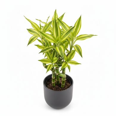 Lucky Bamboo 'Tiger'