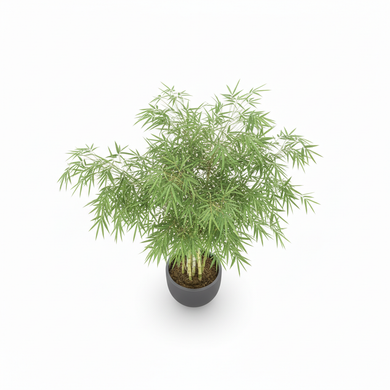 Lucky Bamboo 'Spiral'