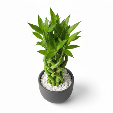 Lucky Bamboo '3-Tier Arrangement'