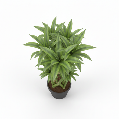 Woven Lucky Bamboo 'Woven Lattice'