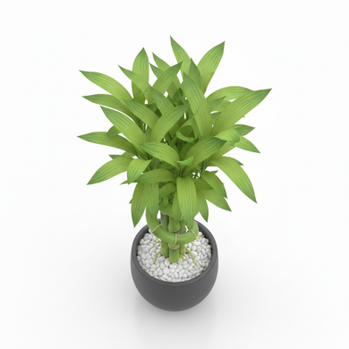 Lucky Bamboo Lattice 'Lattice'