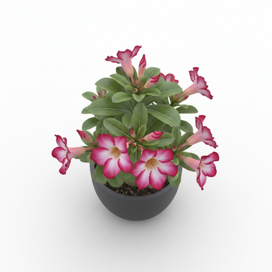 Dwarf Pampas Grass 'Pumila'