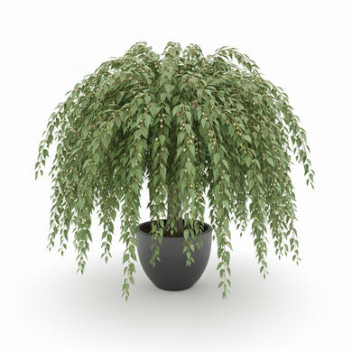 Weeping Mulberry 'Pendula'