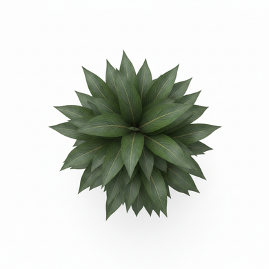 Dracaena 'Janet Craig' 'Janet Craig'