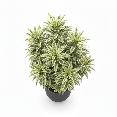 Gold Dust Dracaena 'Florida Beauty'