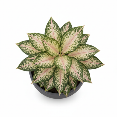 Dumb Cane 'Camellia'