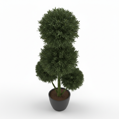 Buddhist Pine 'Three Ball Topiary'