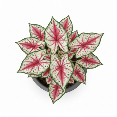 Angel Wings Caladium 'Variegated'
