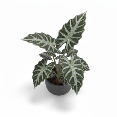 Kris Plant 'Sanderiana'