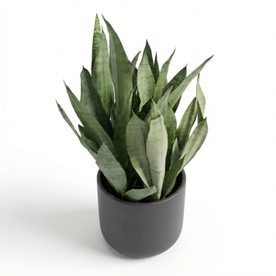 Dracaena trifasciata