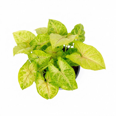 Syngonium podophyllum