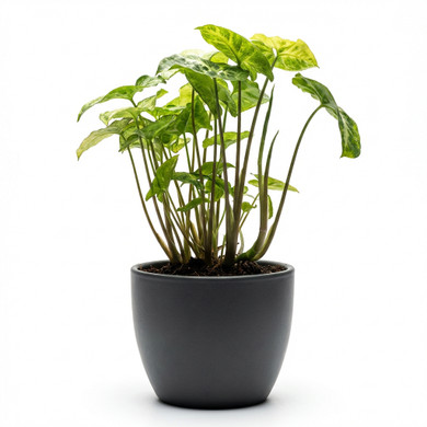 Syngonium podophyllum