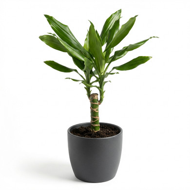 Dracaena fragrans 'Compacta'