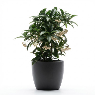 Ardisia crenata