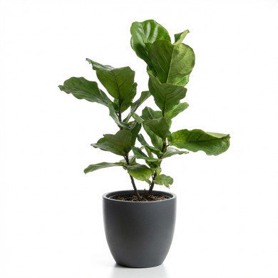 Ficus lyrata
