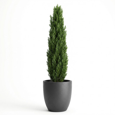 Cupressus sempervirens