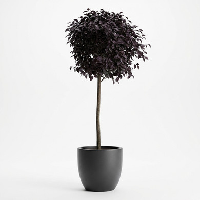 Loropetalum chinense