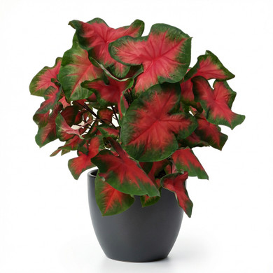 Caladium bicolor
