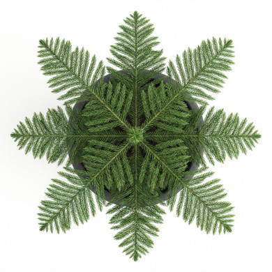 Araucaria heterophylla