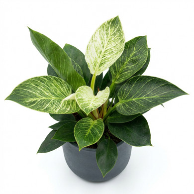 Philodendron 'Birkin'