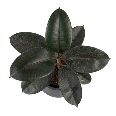 Ficus elastica 'Burgundy'