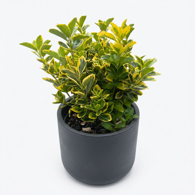 Euonymus japonicus 'Golden Variegated'