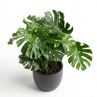 Heptapleurum arboricola 'Variegated'