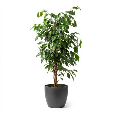 Ficus benjamina 'Pyramid'
