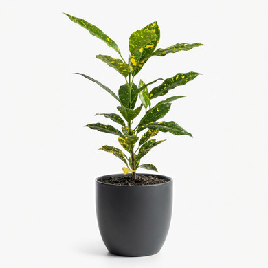 Codiaeum variegatum 'Gold Dust'