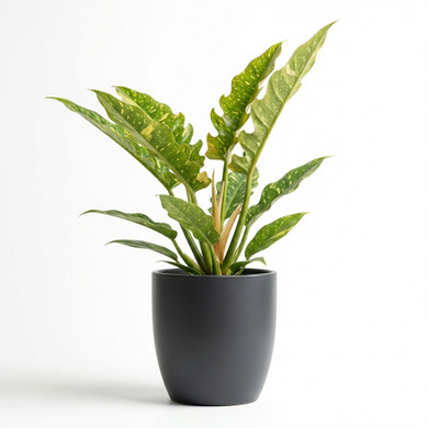 Epipremnum aureum 'Aureum (Golden)'